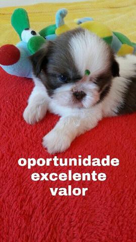 Belos filhotes machos de shih tzu