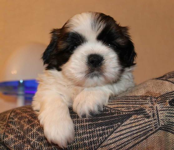 Shih tzu canil ps