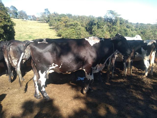 Vende 10 vacas girolanda - Foto 5