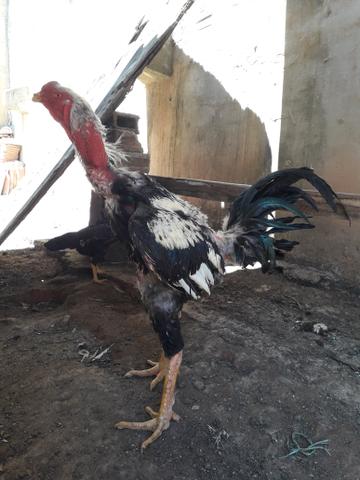 Galo índio gigante