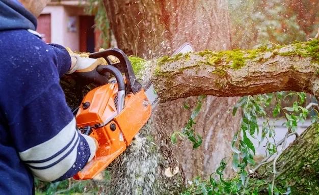 Poda e corte de árvore profissional 