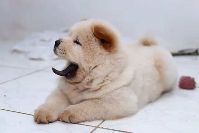 Chow Chow,Lindo. Fofinho Padrão da Raça. Otima Linhagem - Foto 3