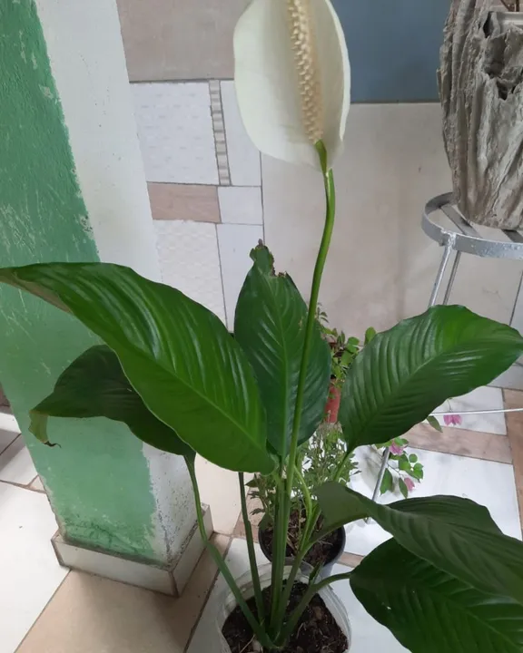 Planta Lírio da Paz