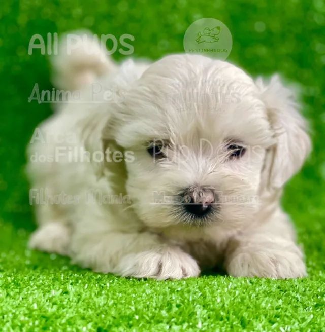 raça dócil, espertos demais, porte pequeno- maltês