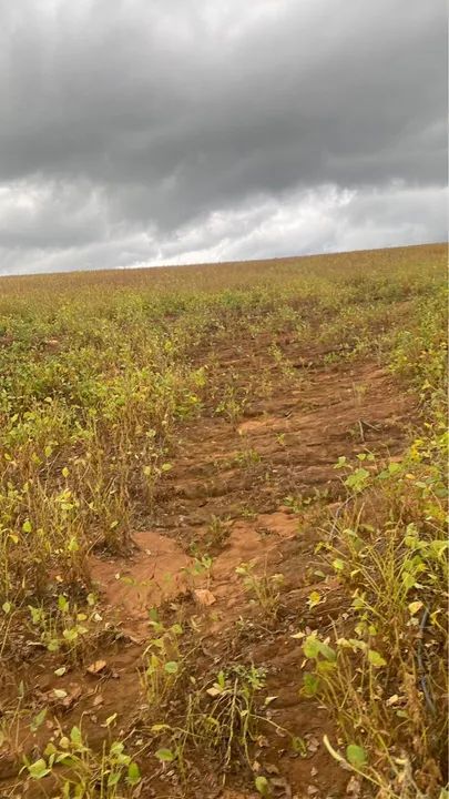 Fazenda Cocalzinho Goiás  - Foto 3