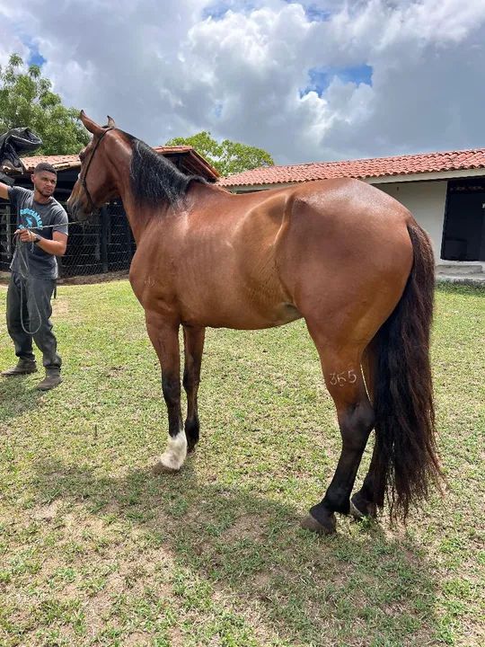 Mangalarga Marchador - Foto 2