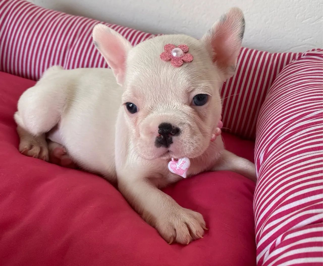 Buldogue francês fêmea  - Foto 3