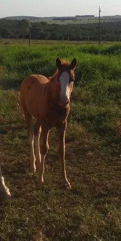 Potra a venda  - Foto 3