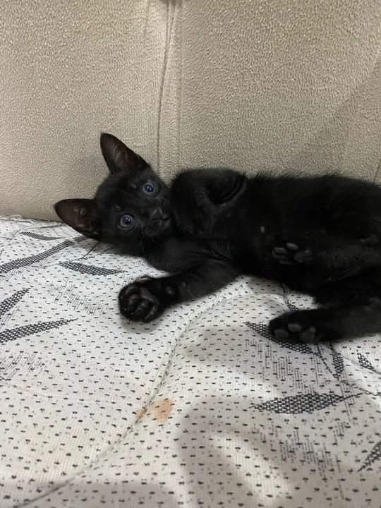 Adoção responsável, uma gatinha fofinha. Ajudarei na castração - Foto 4