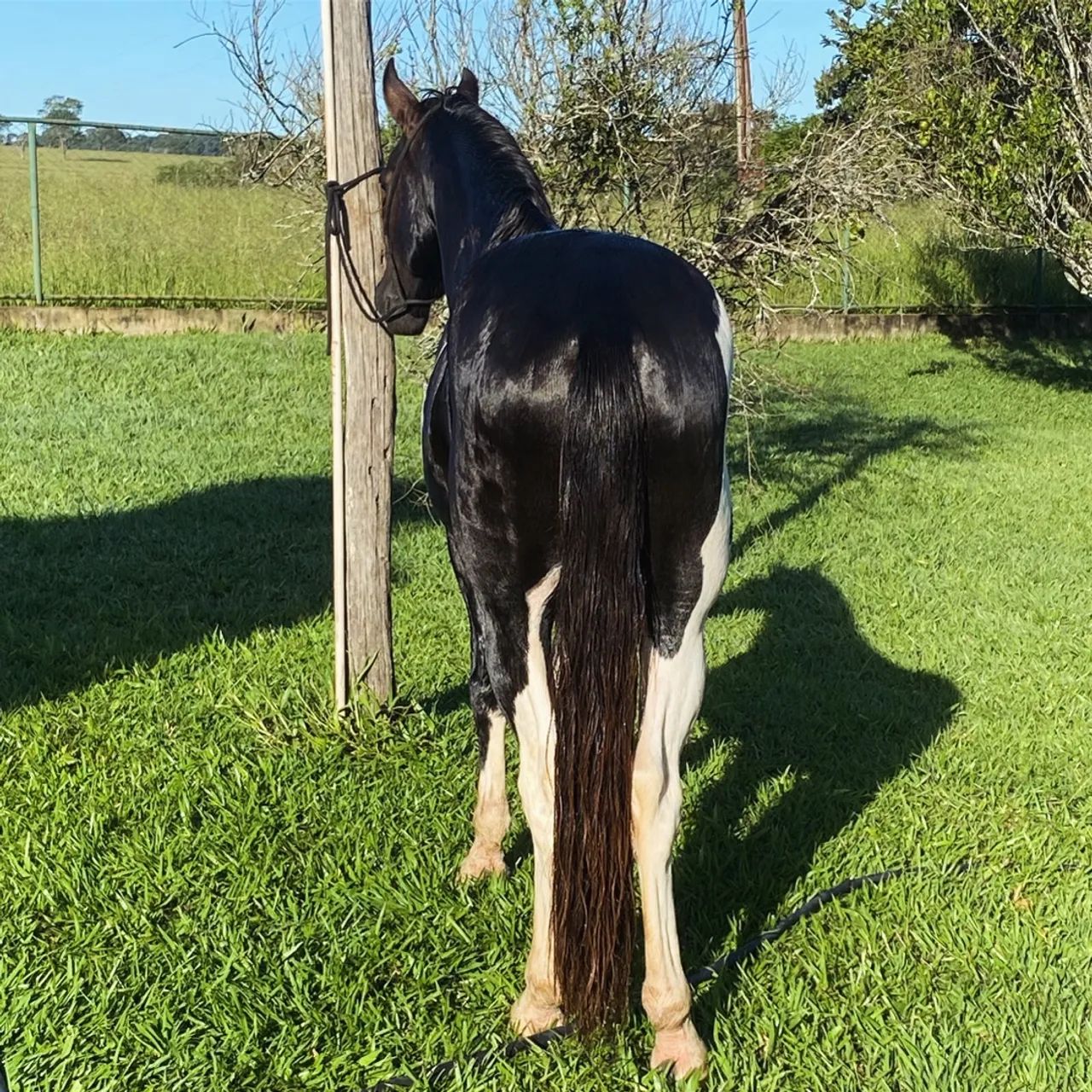 Cavalo manga larga marchador marcha picada - Cavalos e acessórios - Vila  Santa Isabel, Anápolis 1322954963 | OLX