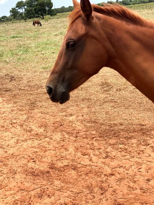 Potra 1/2 sangue quarto de milha  - Foto 3