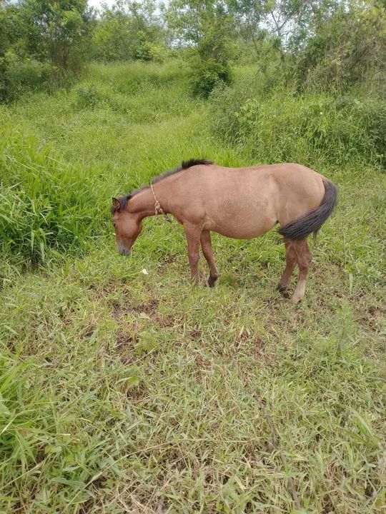 Linda potranca criola - Foto 4