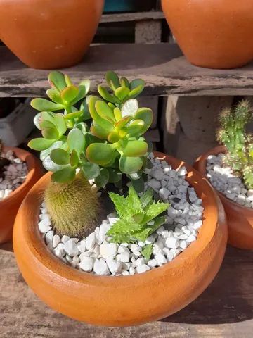 Suculentas  - Foto 3