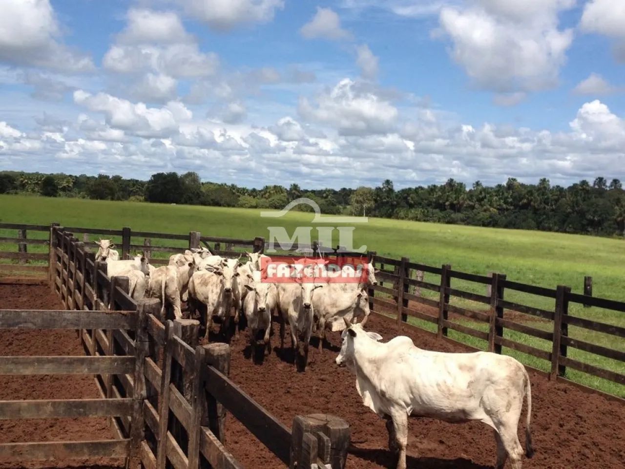 Fazenda Beira Tocantins 1.000 Alq. (4.840 Há). p/ Soja - Foto 2