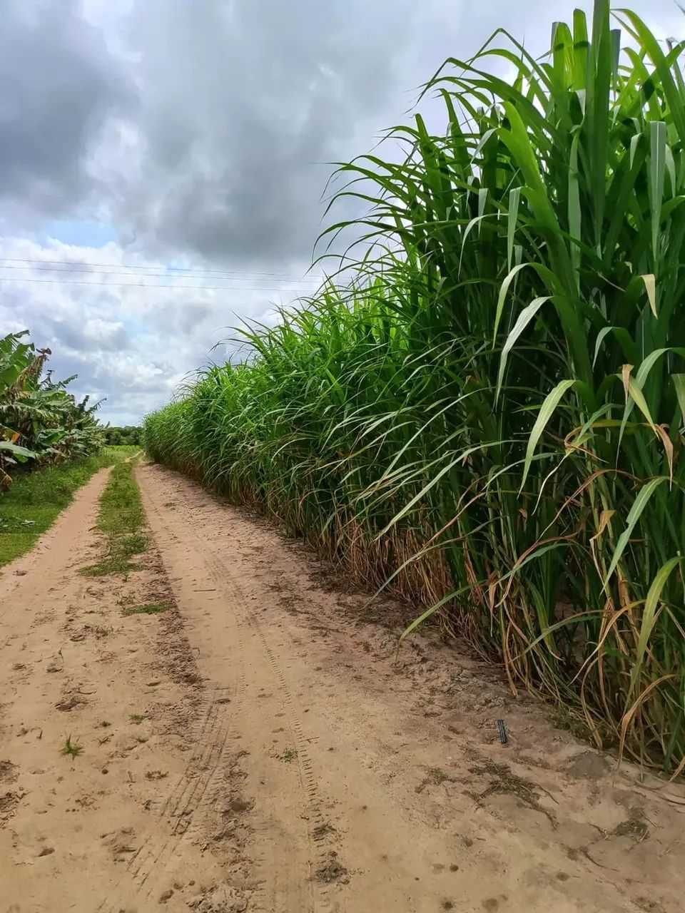 fazenda com 385 hectares próximo a Canguaretama com excelente localização rica em água - Foto 3