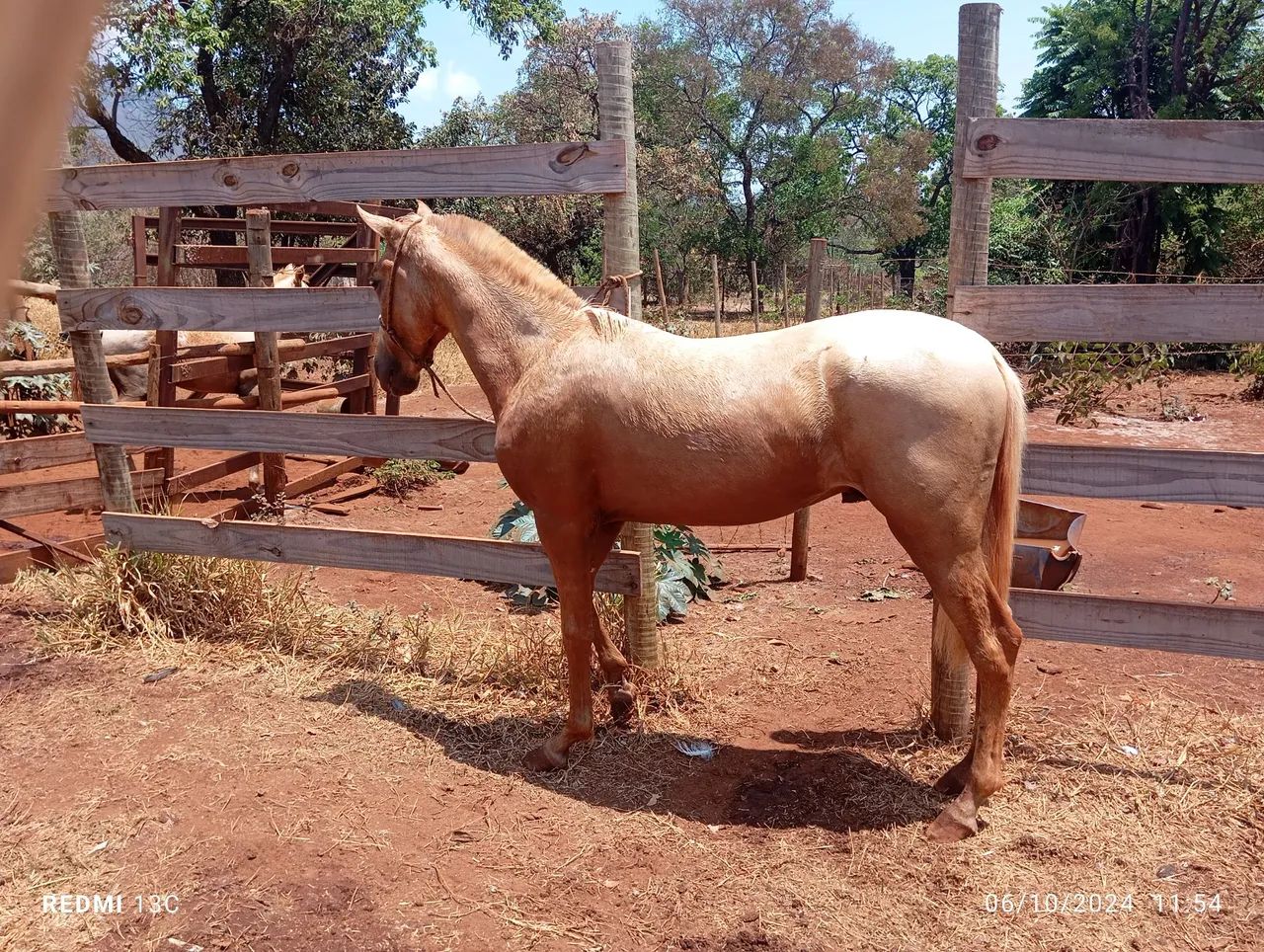 Potro mangalarga marchador. - Foto 2