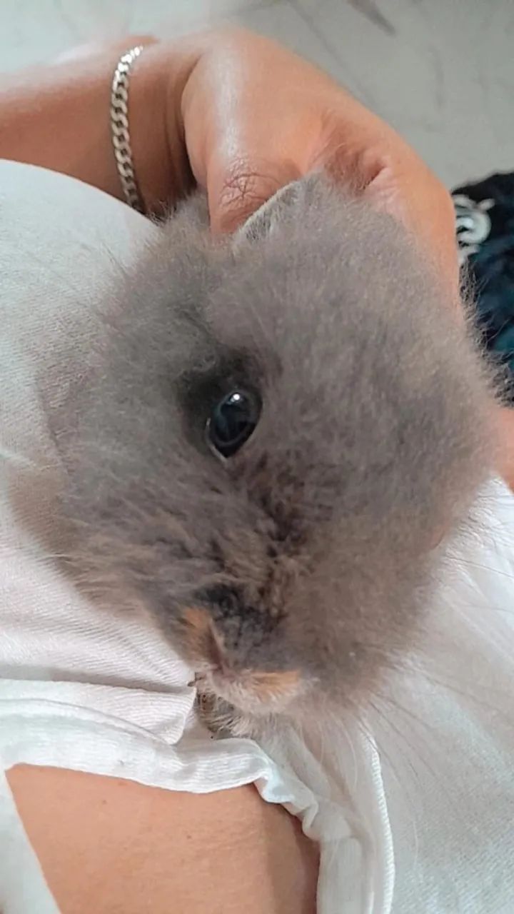 Mini coelha  - Foto 3