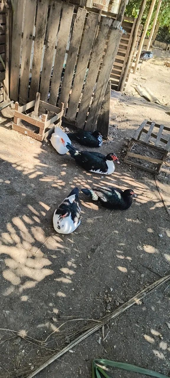 Patos e Marrecos - Foto 5