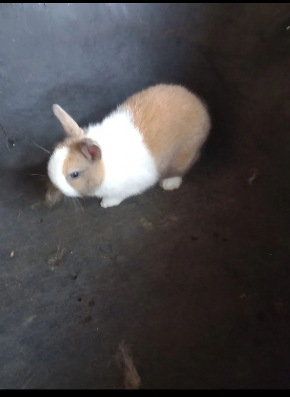 Filhotes coelhos netherland anão 