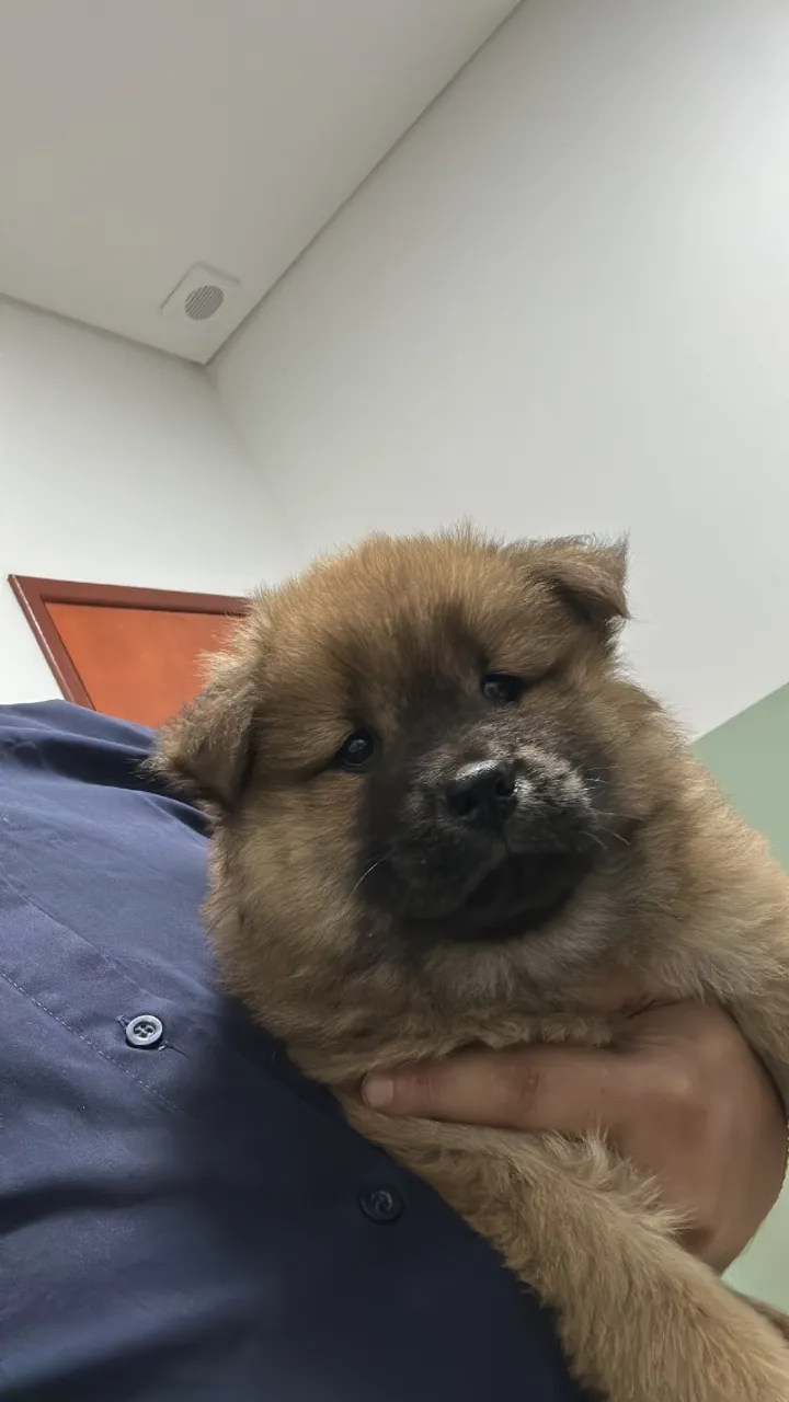 Chow chow