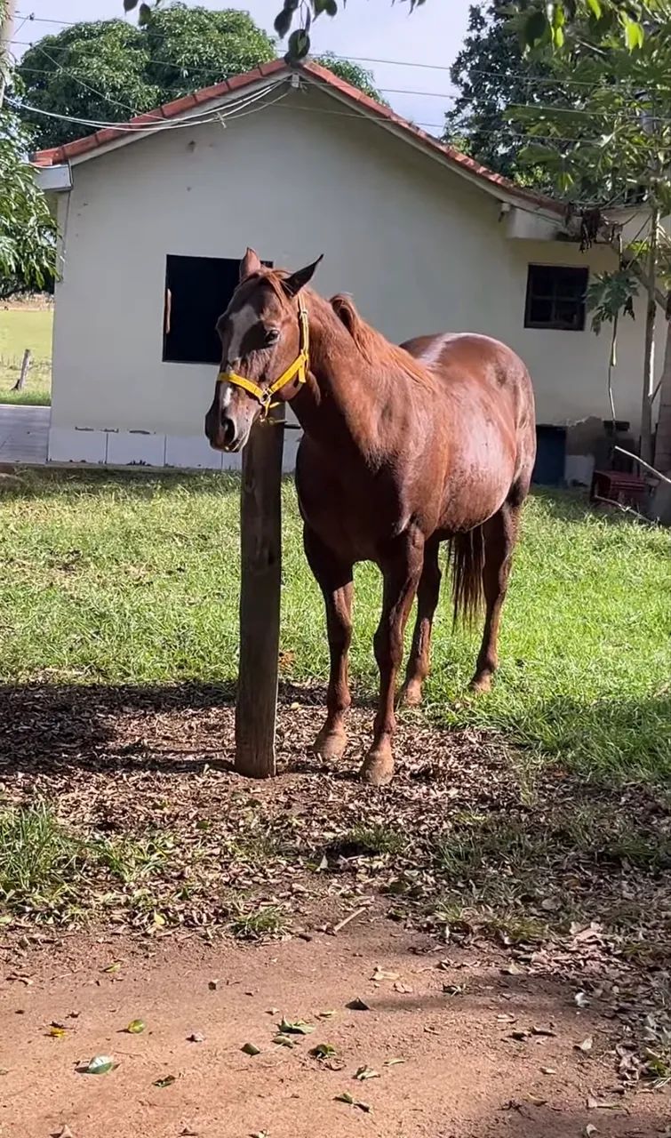 Produtos agropecuários- cavalo  - Foto 4