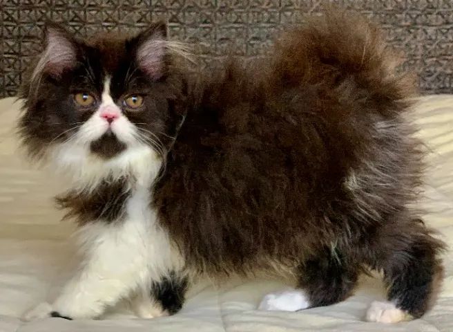 Show de Gata persa Femea filhote bicolor extremada Super peluda 3 Meses  linda.