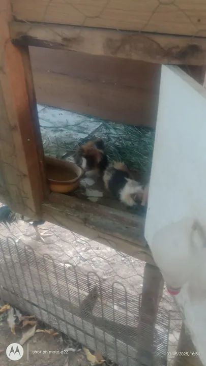 Vendo porquinho da índia macho ou troco um pôr uma fêmea  - Foto 5