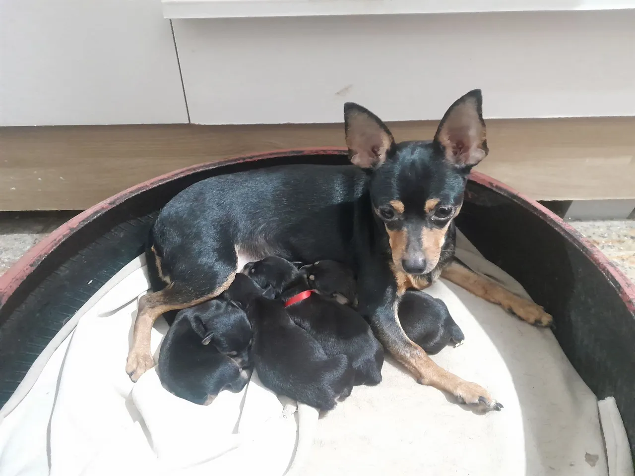 Filhotes de Pinscher
