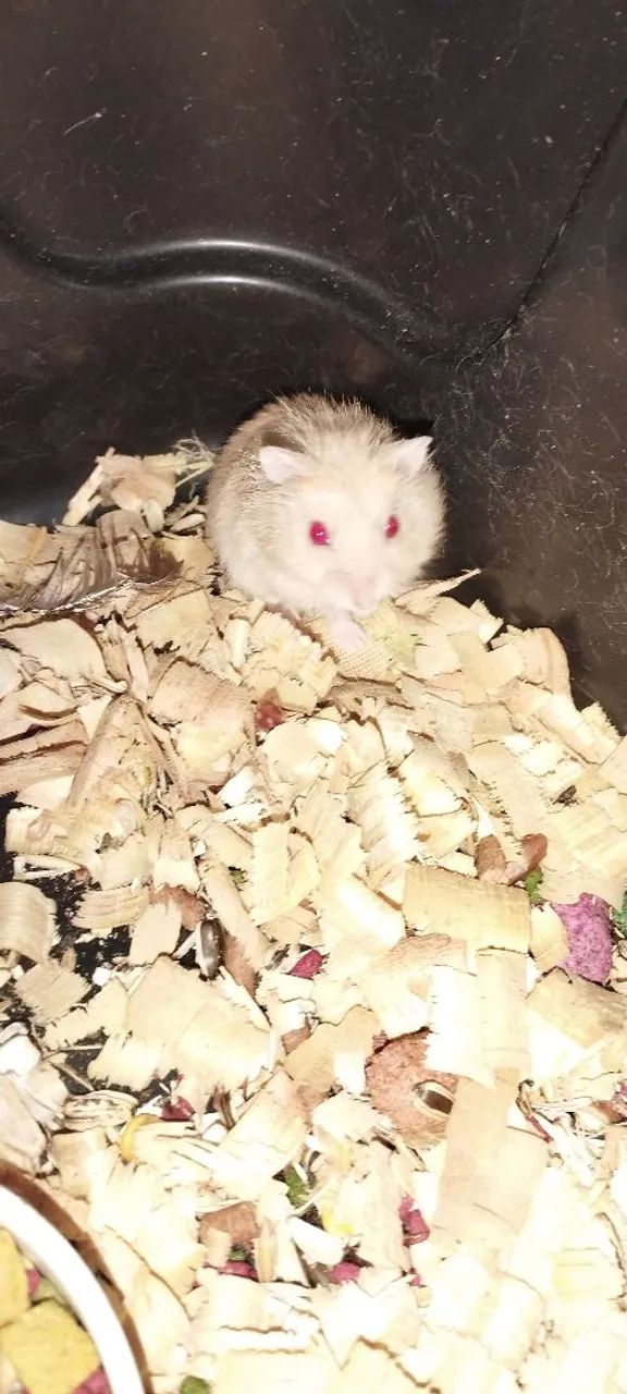 Hamster Anão Russo 64276688955394122