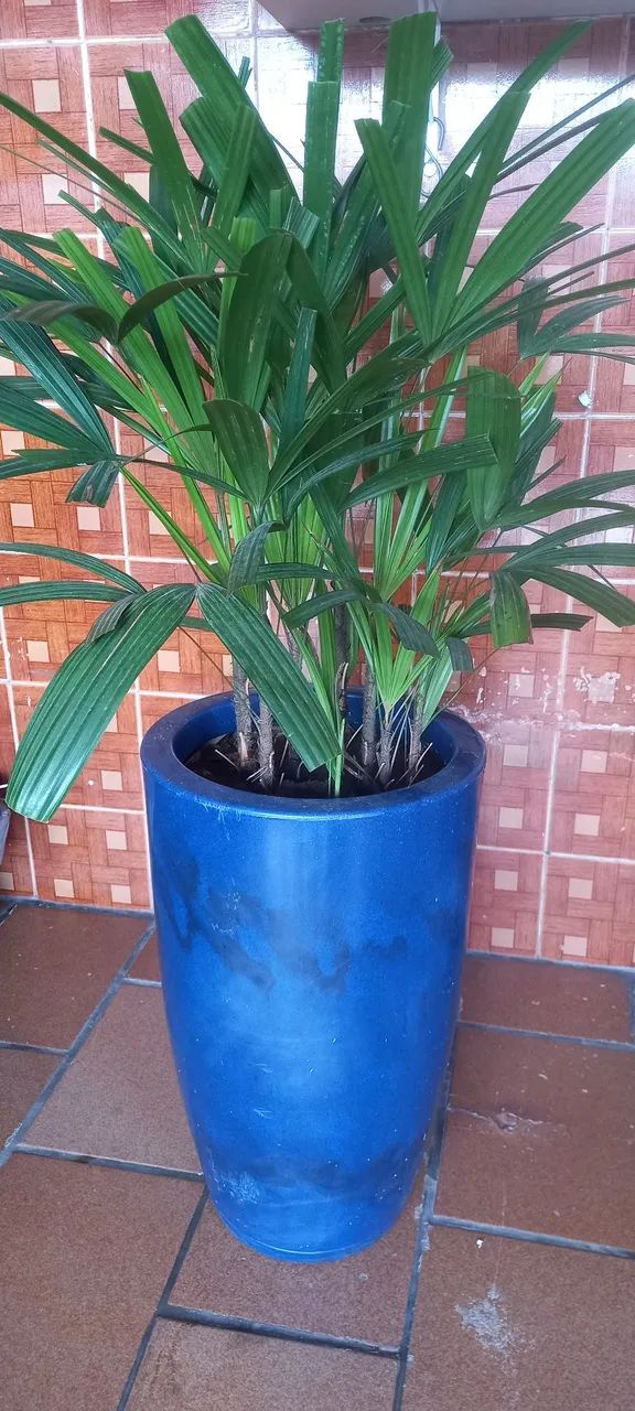 Vaso de Planta Azul com ráfia 