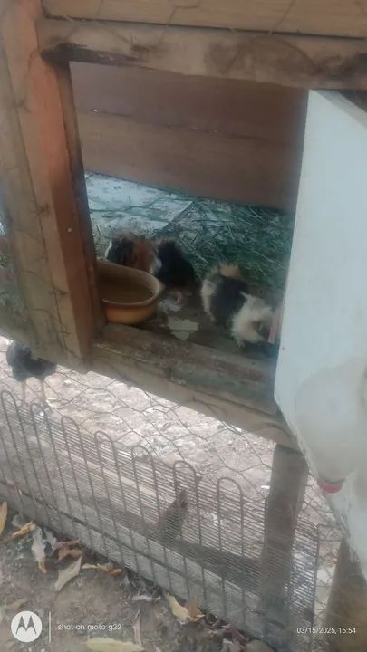 Vendo porquinho da índia macho ou troco um pôr uma fêmea  - Foto 4