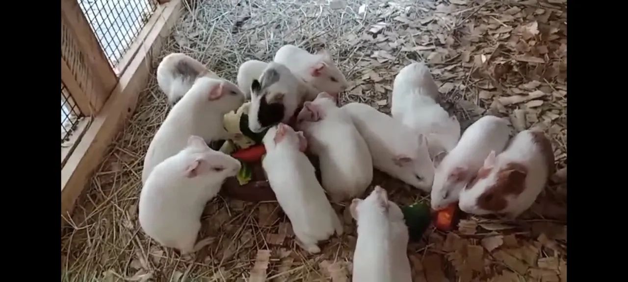 Porquinhos da índia  - Foto 4