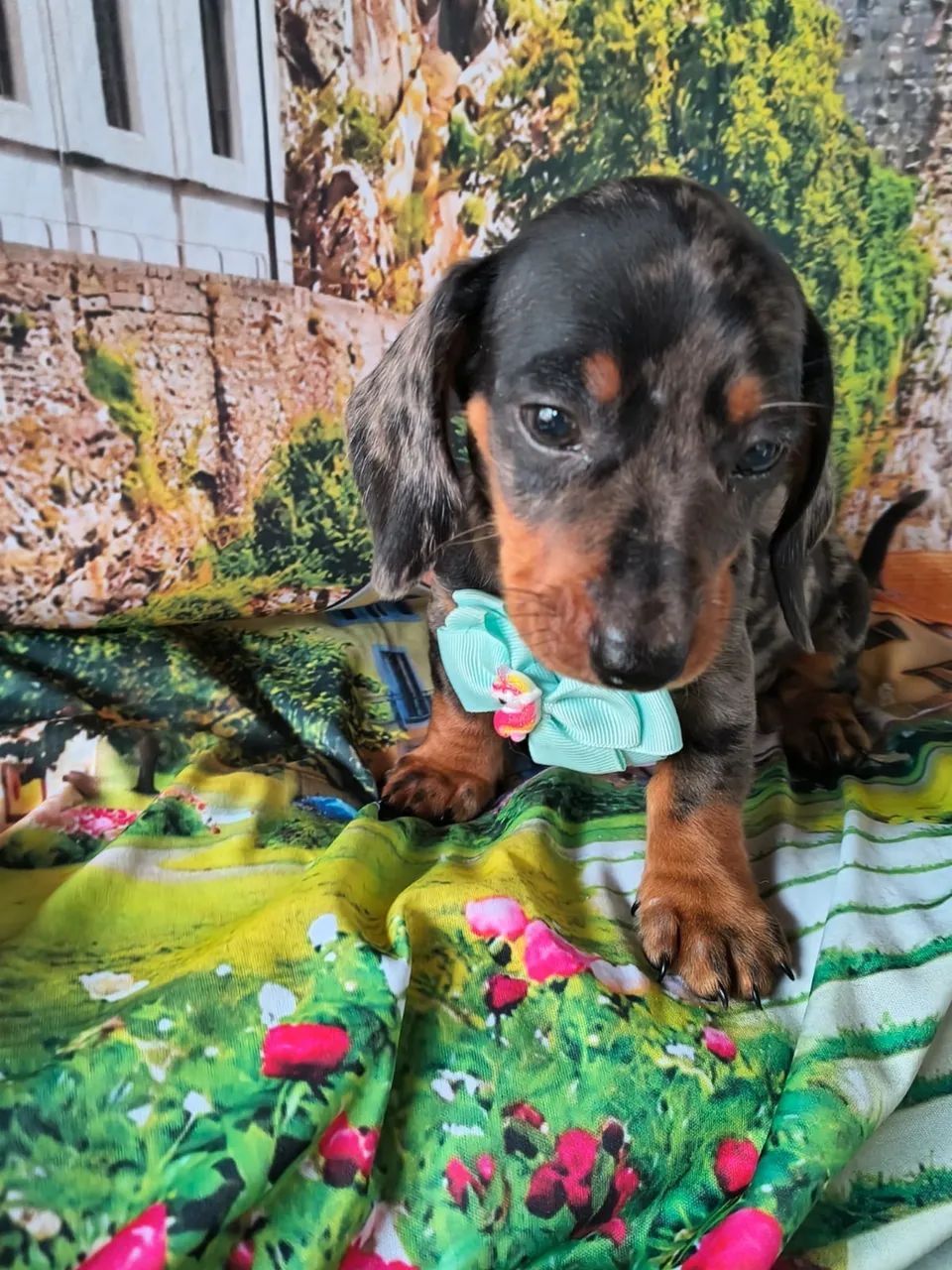 Dachshund Kaninchen Mini - Muito Raro - Foto 2