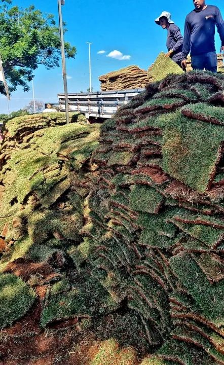 Grama Esmeralda, São Carlos e Batatais - Foto 3