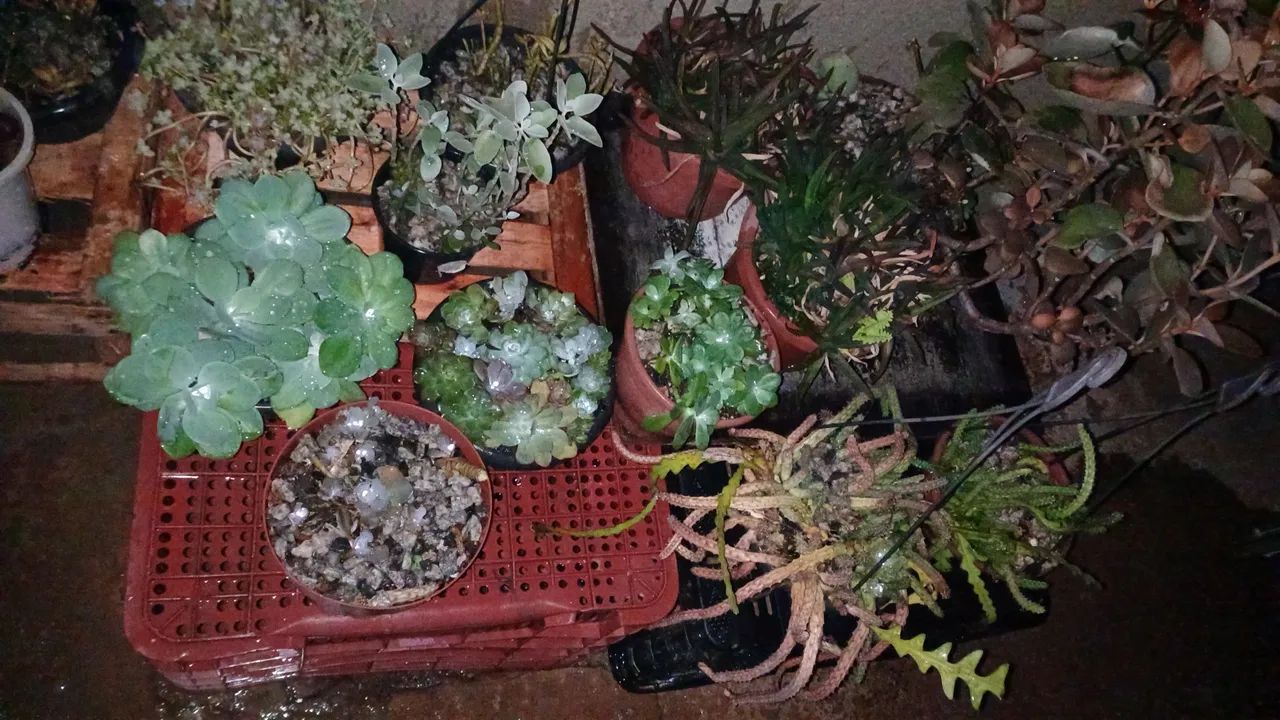 Suculentas/Cactos/Flores Do Deserto para Jardim - Foto 2