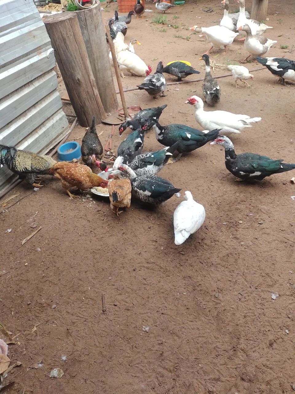 Galos e Galinhas e patos. Angola  - Foto 2
