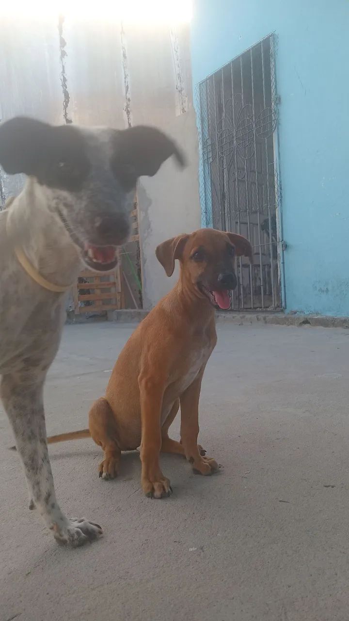 Adoção filhote  - Foto 4