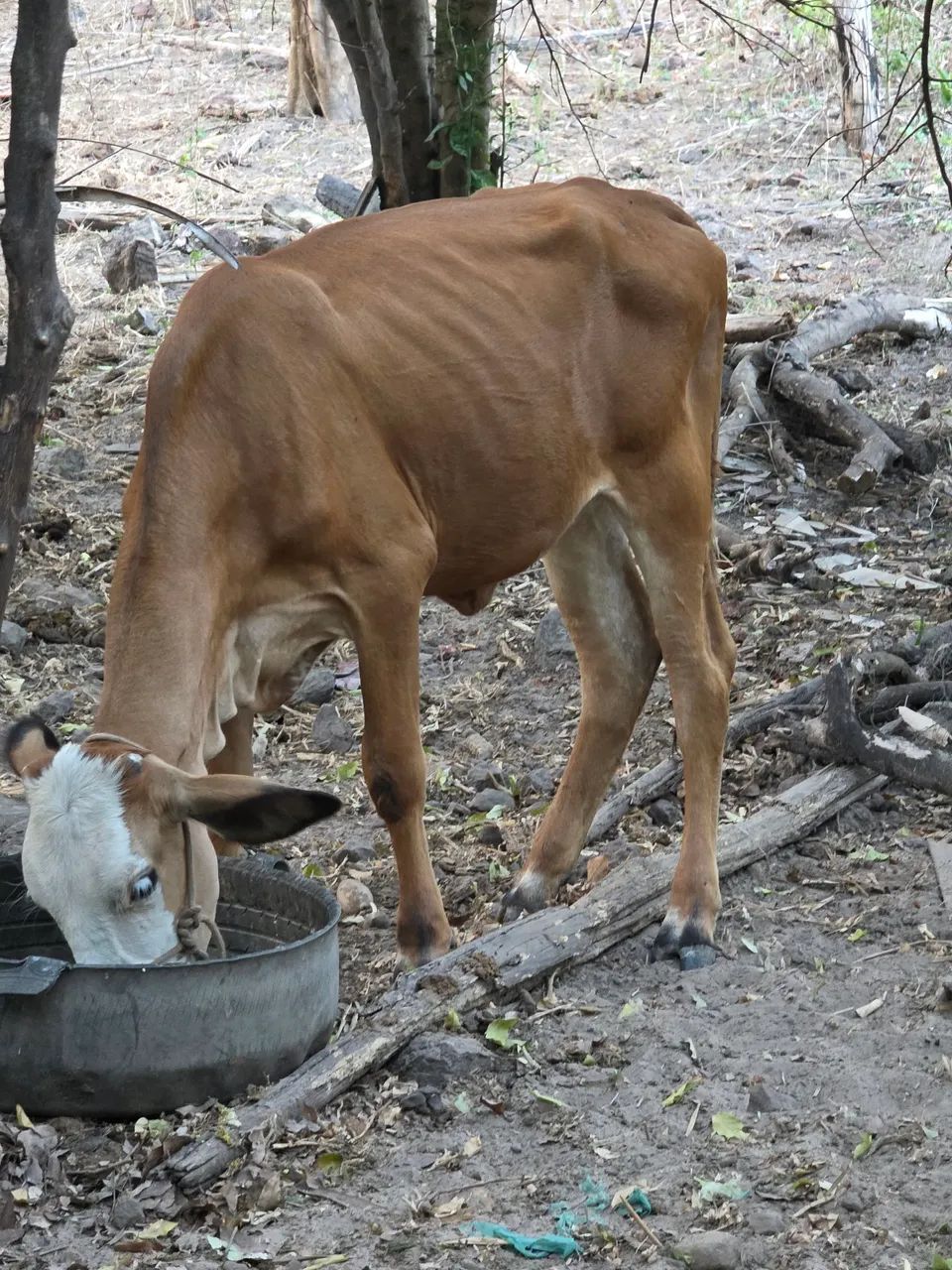 Gado ha vensa  - Foto 4
