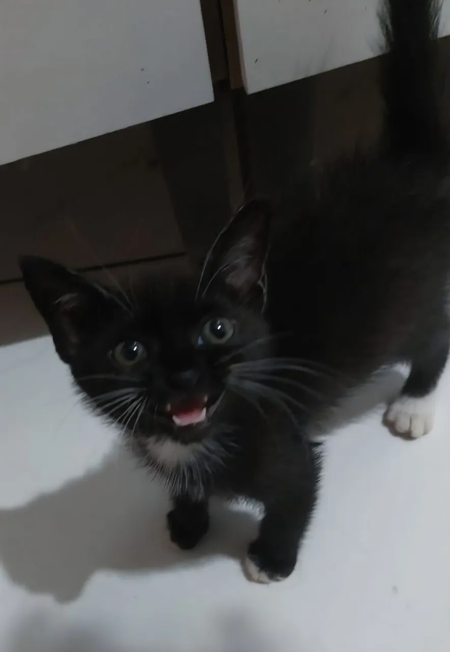 Gatinha neném para adoção responsável!