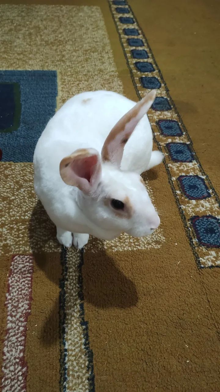 Linda Femea Mini Raça Rex .