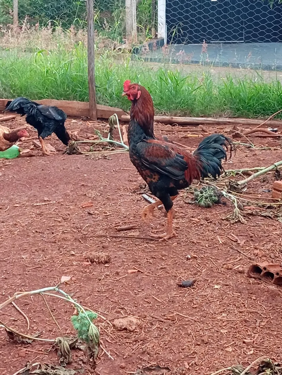 Galo