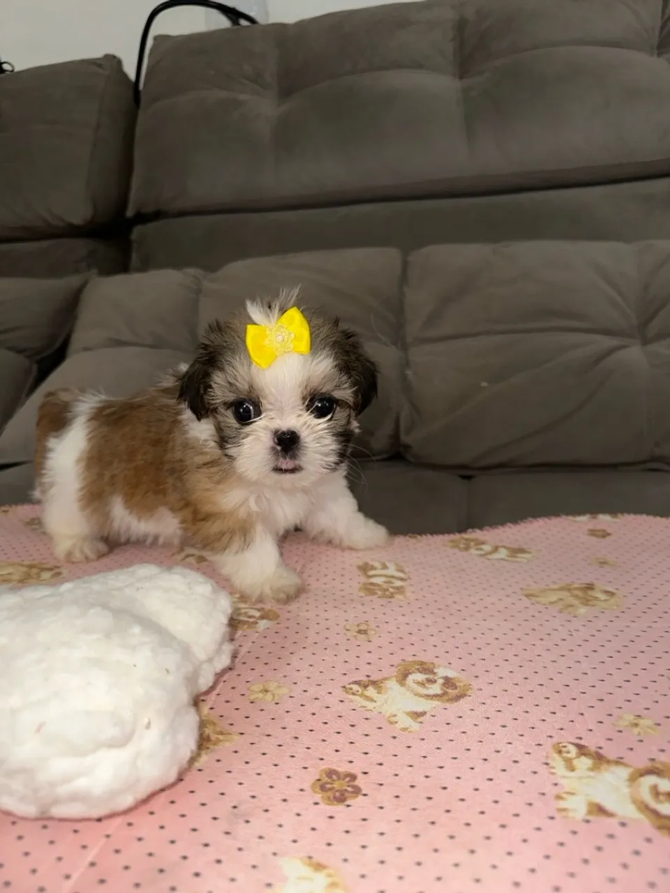 Shihtzu fêmea mini