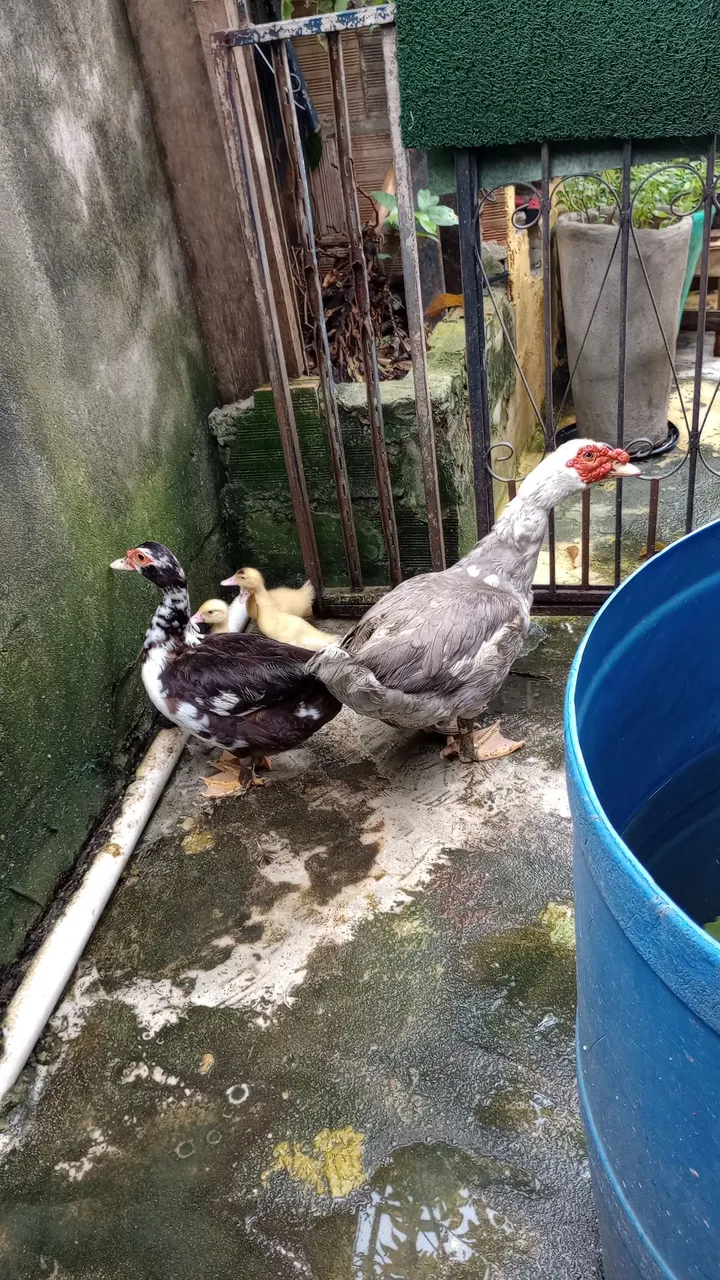 Pato e patas com três patinhos