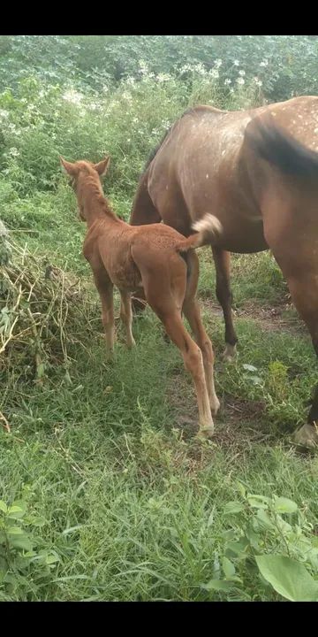 Égua quarto de milha  - Foto 3