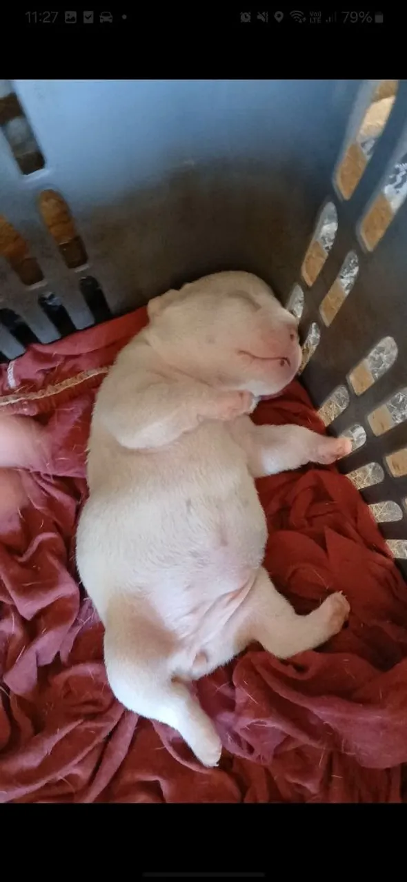 Filhote de Bulldog Francês