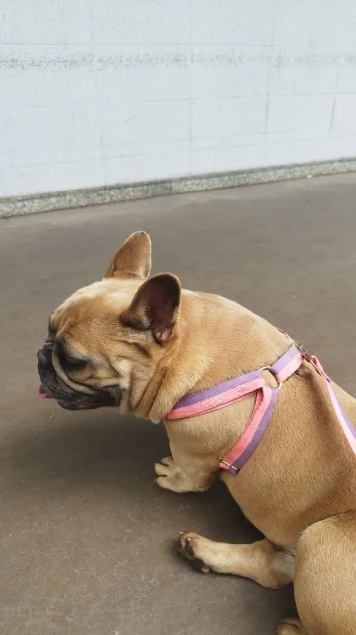 Bulldog Francês para adoção