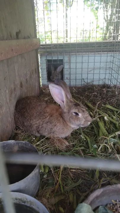 Marreco 2 branco . Coelha gigante e 3 filhote  - Foto 3