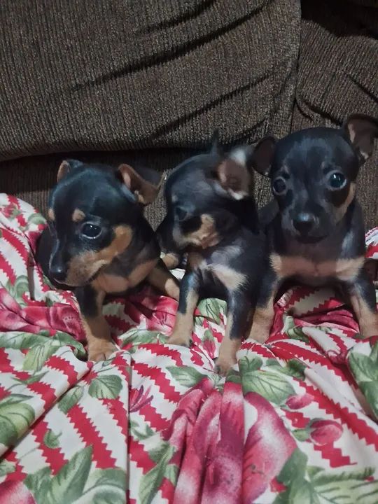 Vende-se pinscher