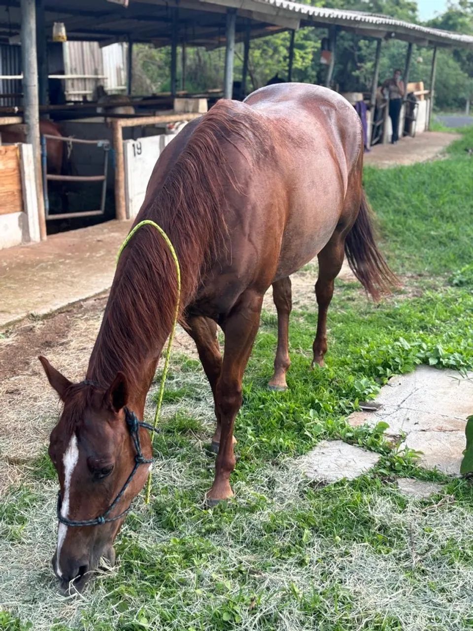 Égua Quarto de Milha  - Foto 3