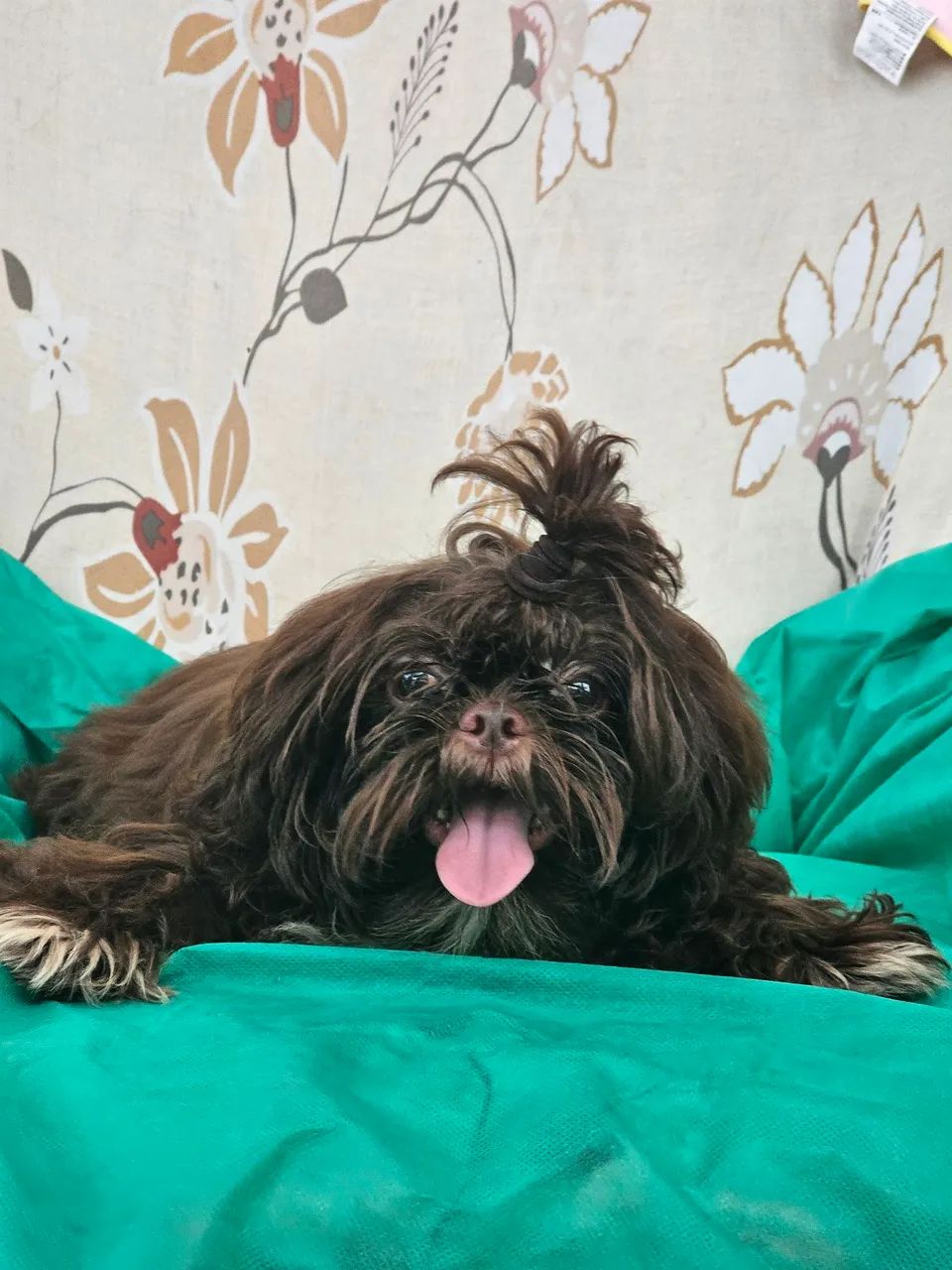 Shih Tzus Fofos Procurando Novo Lar - Foto 4